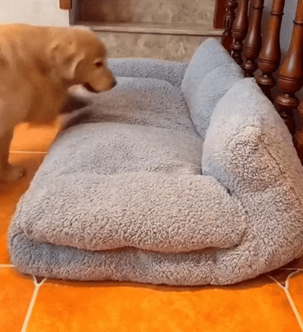 SofPet - Sofá para Mascotas