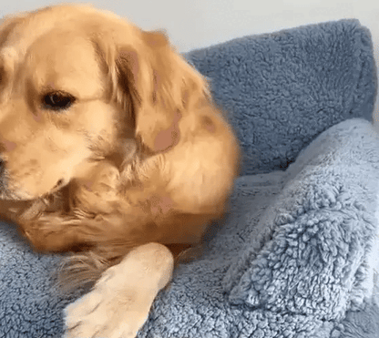 SofPet - Sofá para Mascotas